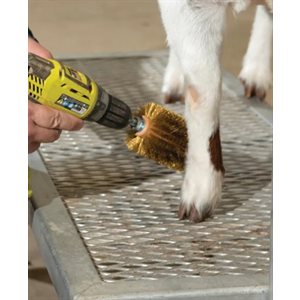 Reg Brosse rotoscopique