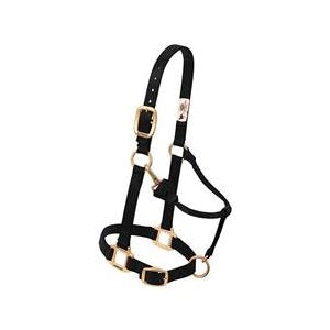 Halter Yearling