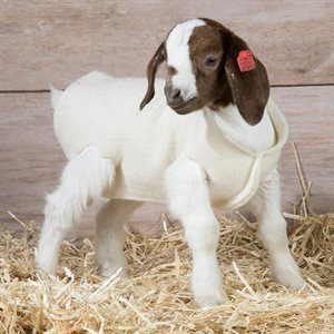 Woolover Lamb Covers