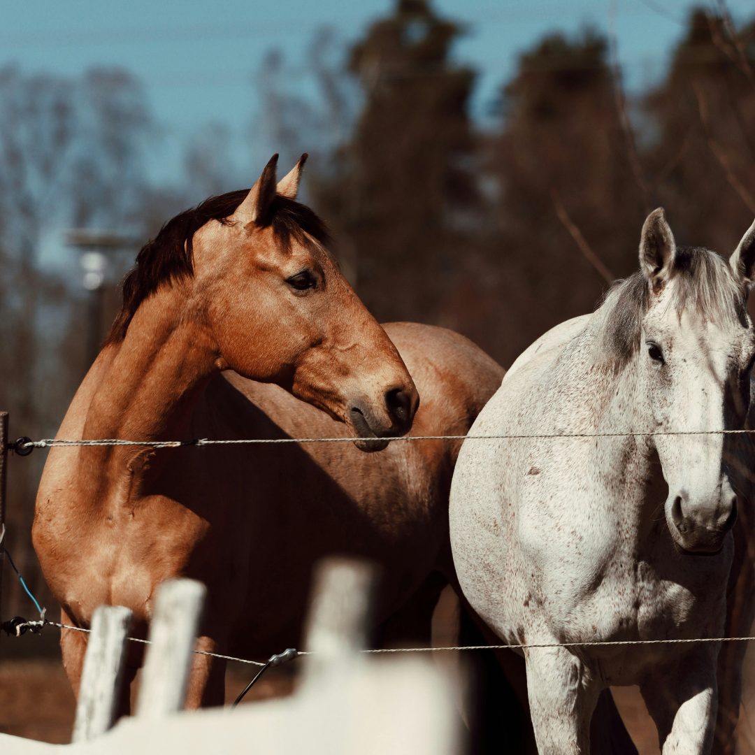 All Equine