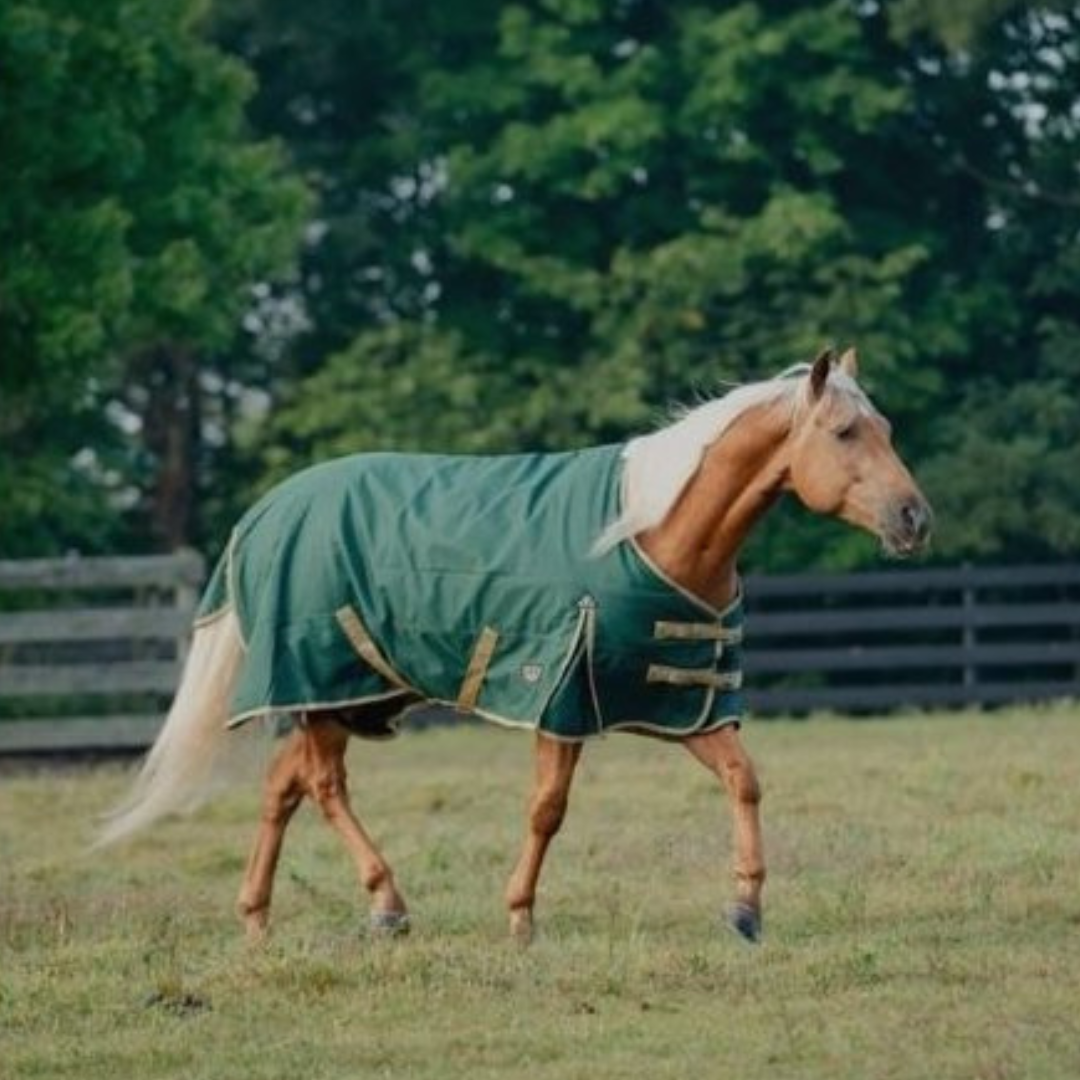Equine Blankets