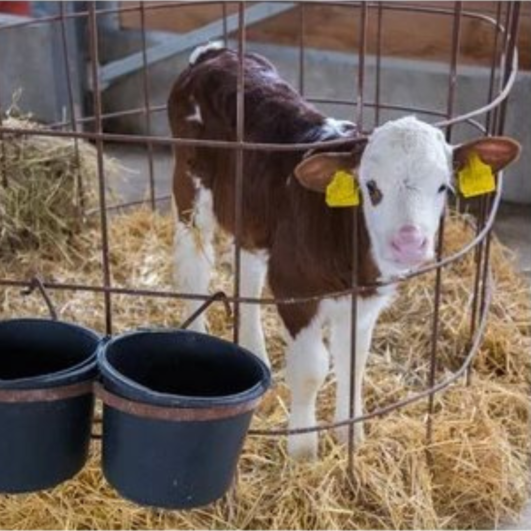 Buckets & Feeders