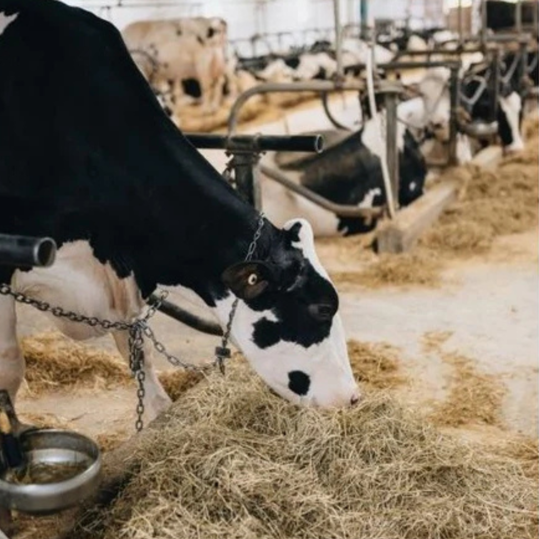 All Cattle Feeding