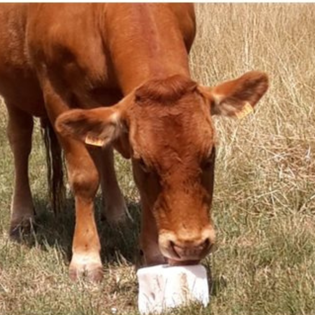 Cattle Feeding Miscellaneous