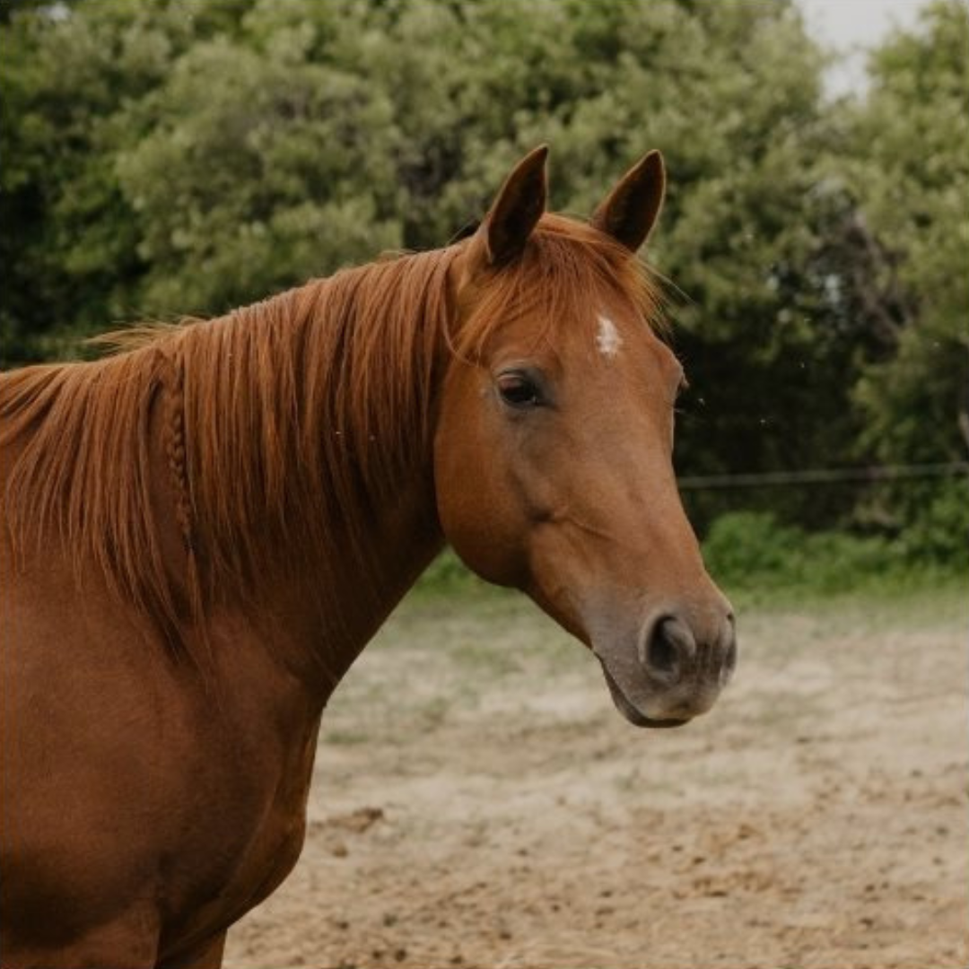 Equine Treatments