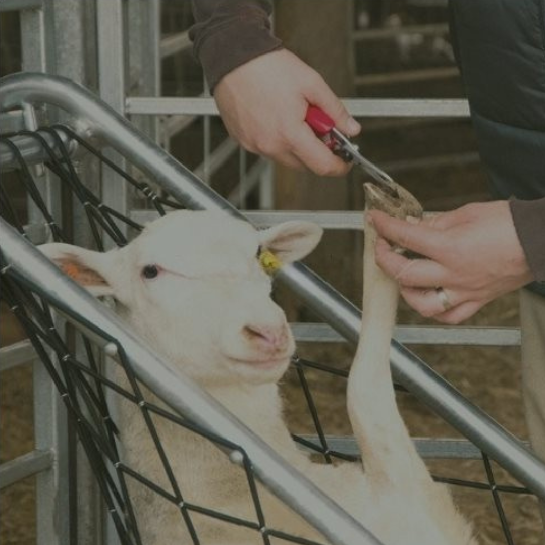 Sheep & Goat Hoof Care