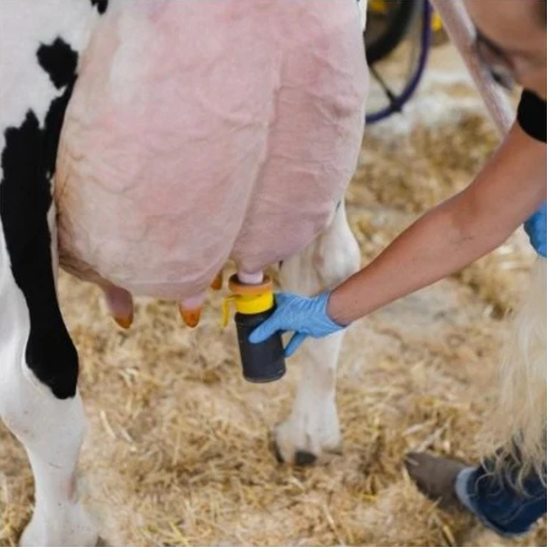 Milking