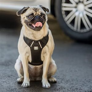 Pet Travel Harness Black Black Xxs