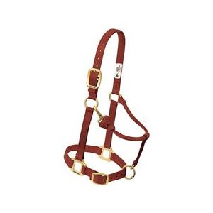Halter Pony