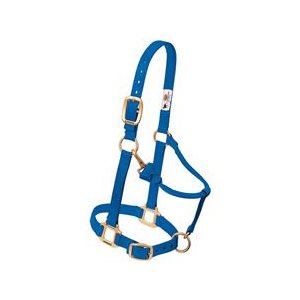 Halter Yearling