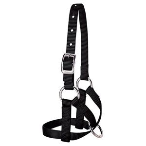 Large Alpaca Halter Blue Bl