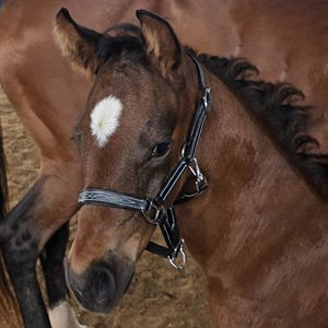 Fancy Stitched Halter For Mini/Foal, Small Or Large Pony
