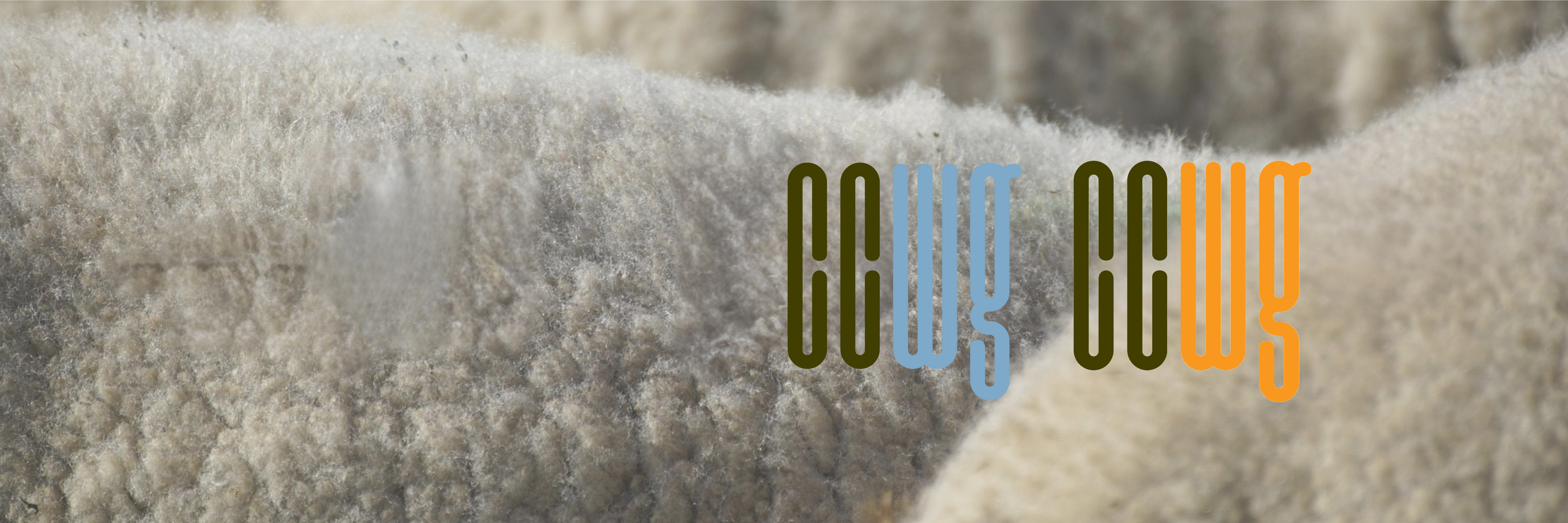 Close-up of sheep wool with 'CCWG' branding in the center.