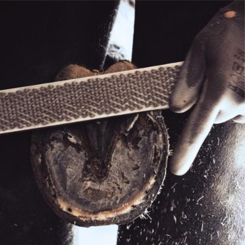 Person wearing gloves working on a horse's hoof with a tool