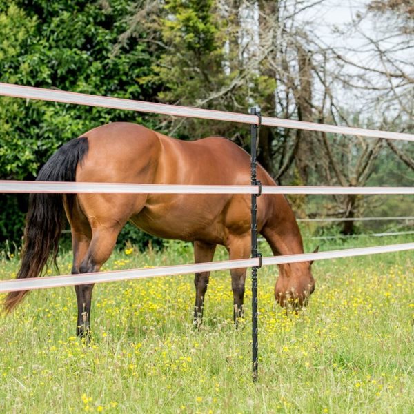 Brown horse grazing in a field with yellow flowers and a electric fence tape in the foreground 