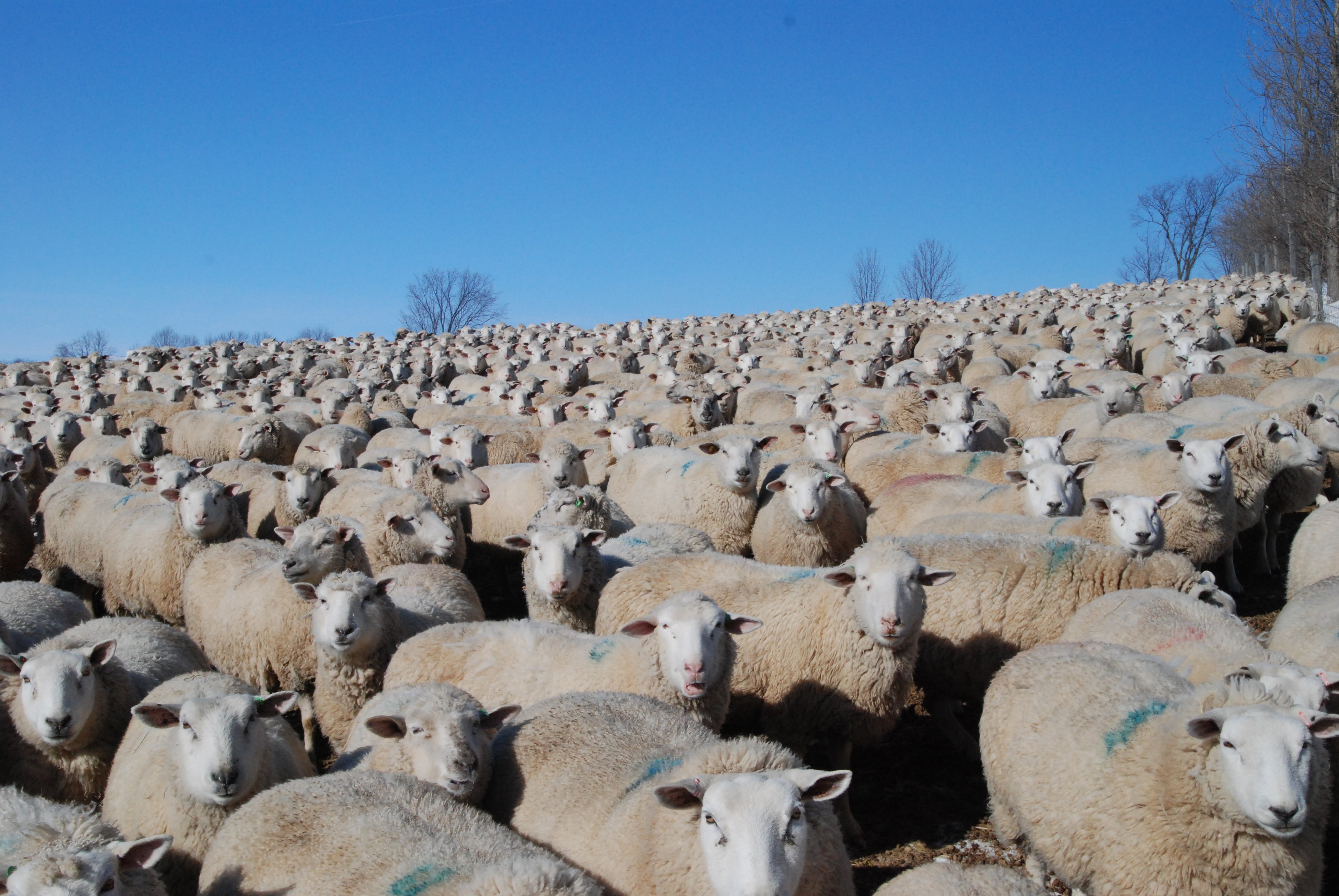 Large flock of sheep under a clear blue sky