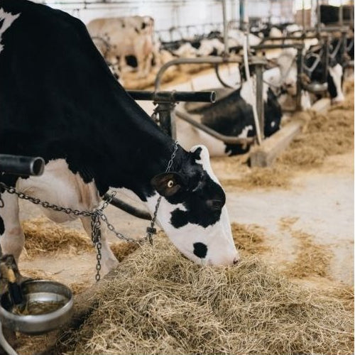 Black and white cow eating hay in a barn setting