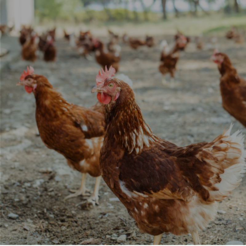 Hens walking on a dirt ground with trees in the background