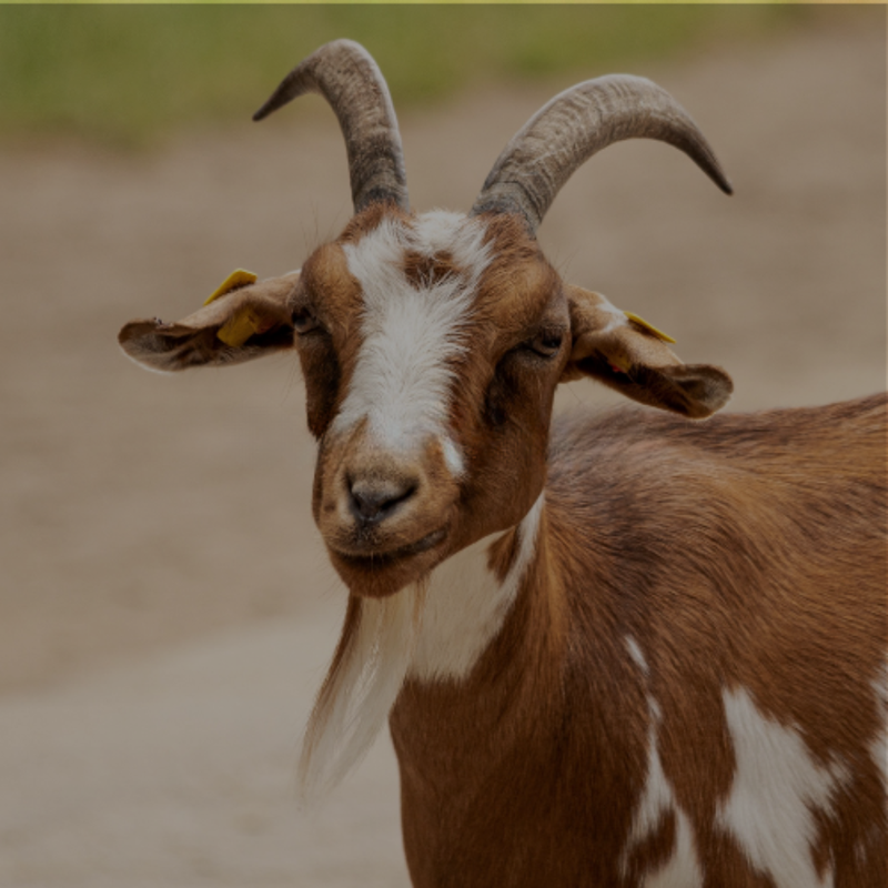 Goat with large horns standing on a dirt path