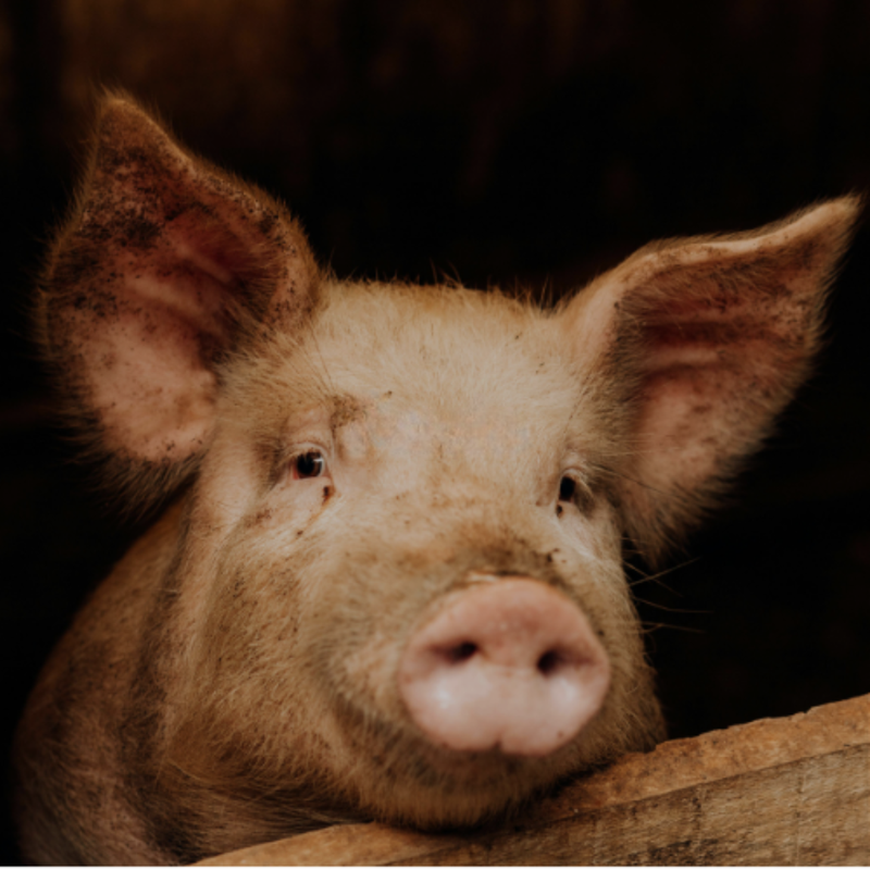 Close-up of a pig's face with a dark background