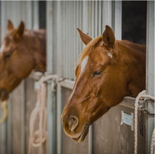Horses peeking out from a stable door