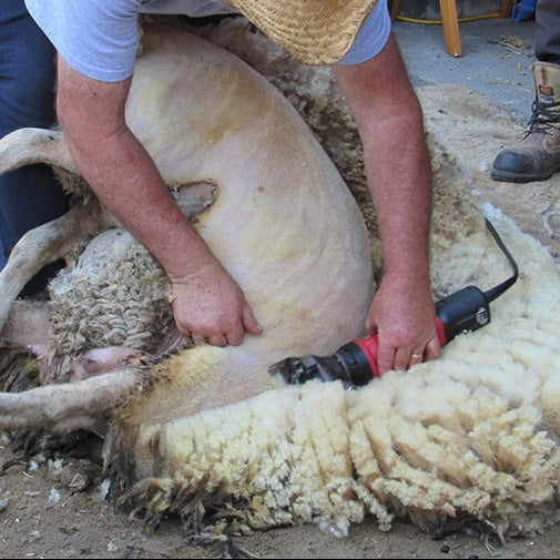 Person shearing a sheep with electric clippers outdoors.