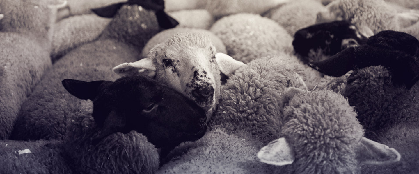 Sheep and lamb in a flock of sheep, black and white photo