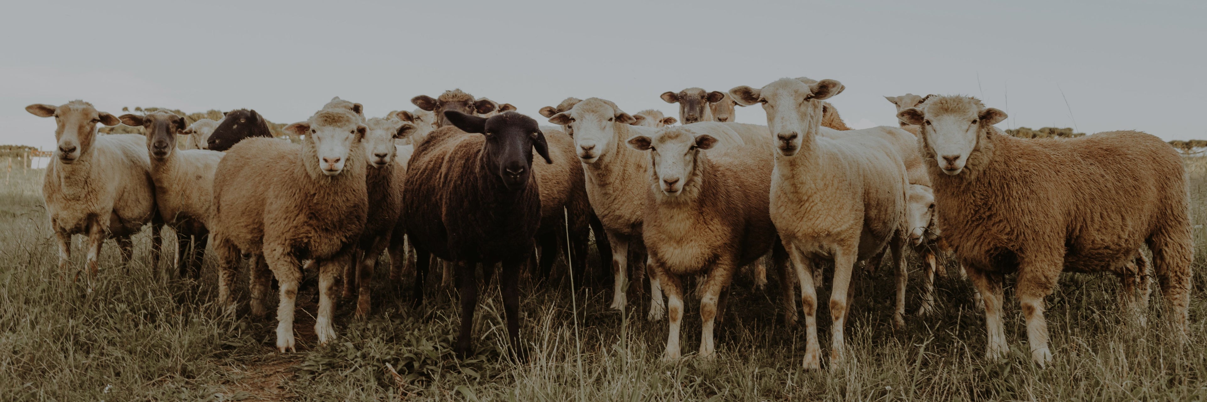 Group of sheep standing together in a field
